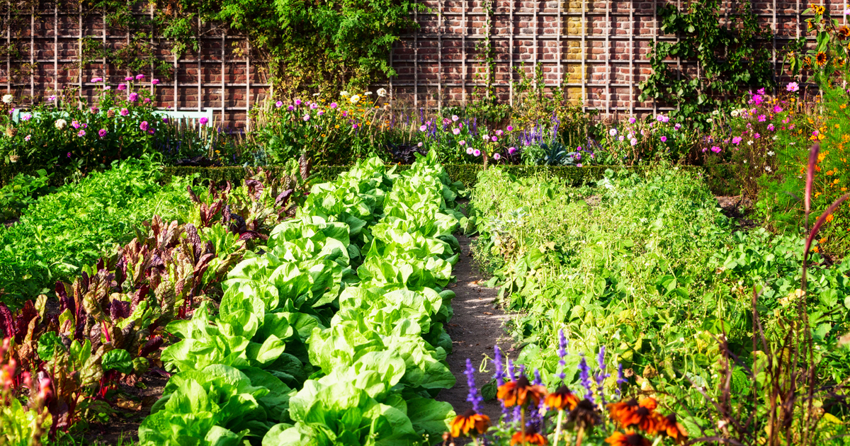 vegetable garden